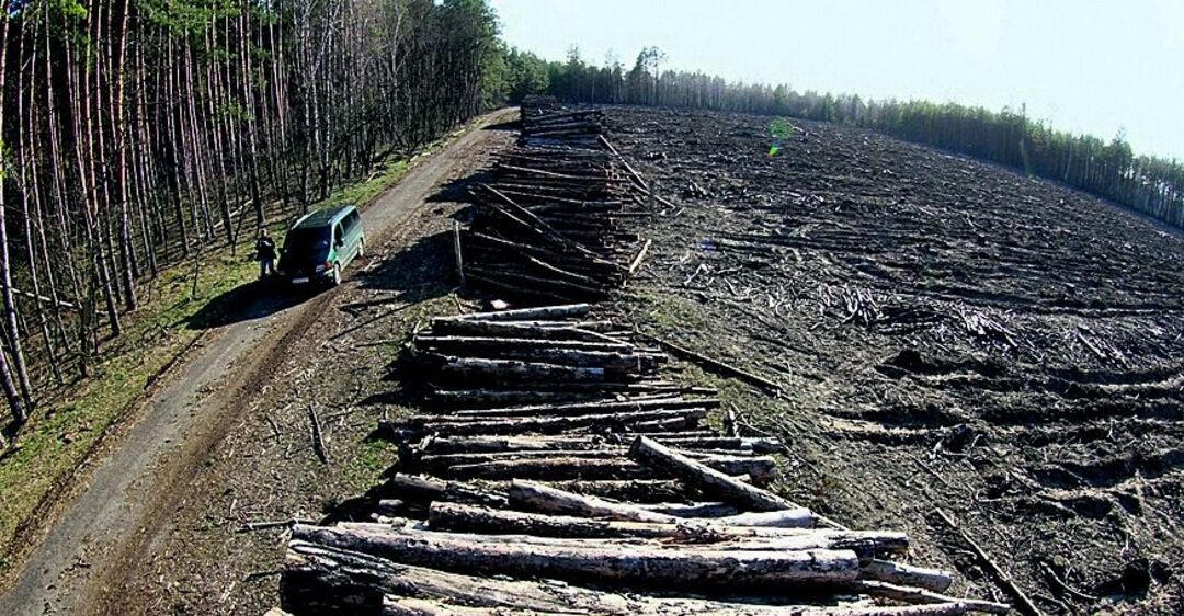 У Чорнобильській зоні вирубують радіоактивний ліс