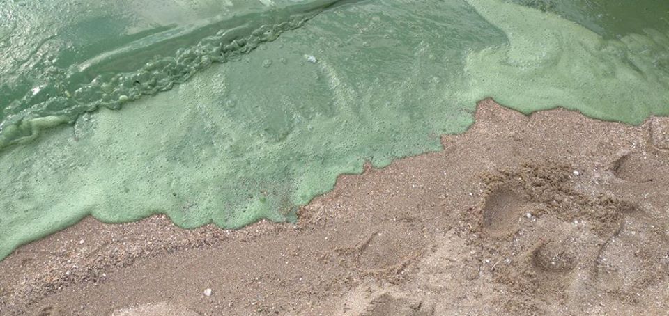 У Миколаєві вода на пляжі перетворилася в зелену рідину: що відбувається