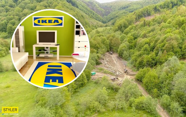IKEA потрапила в гучний скандал через незаконну вирубку лісів у Карпатах