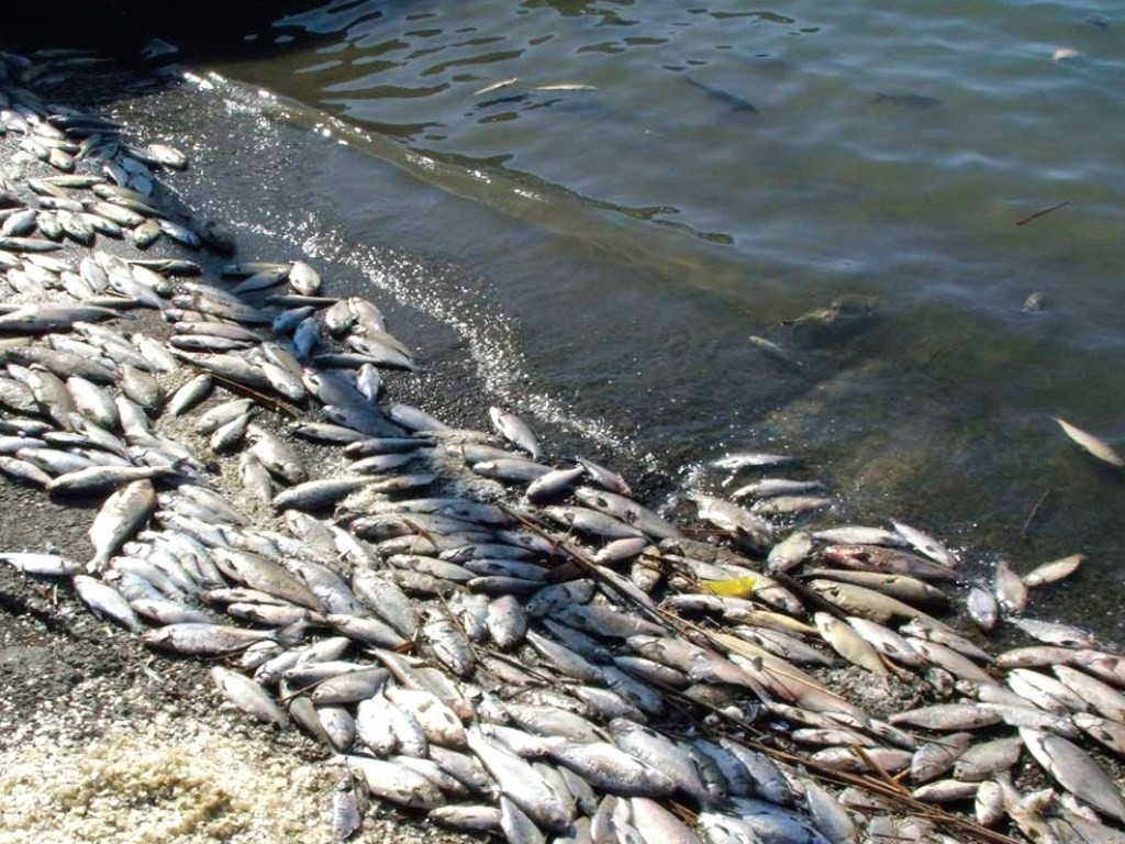 У Миколаївській області виявили масову загибель риби у Дніпровському лимані. Проби води вже взято на дослідження.